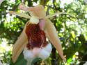 Coelogyne speciosa